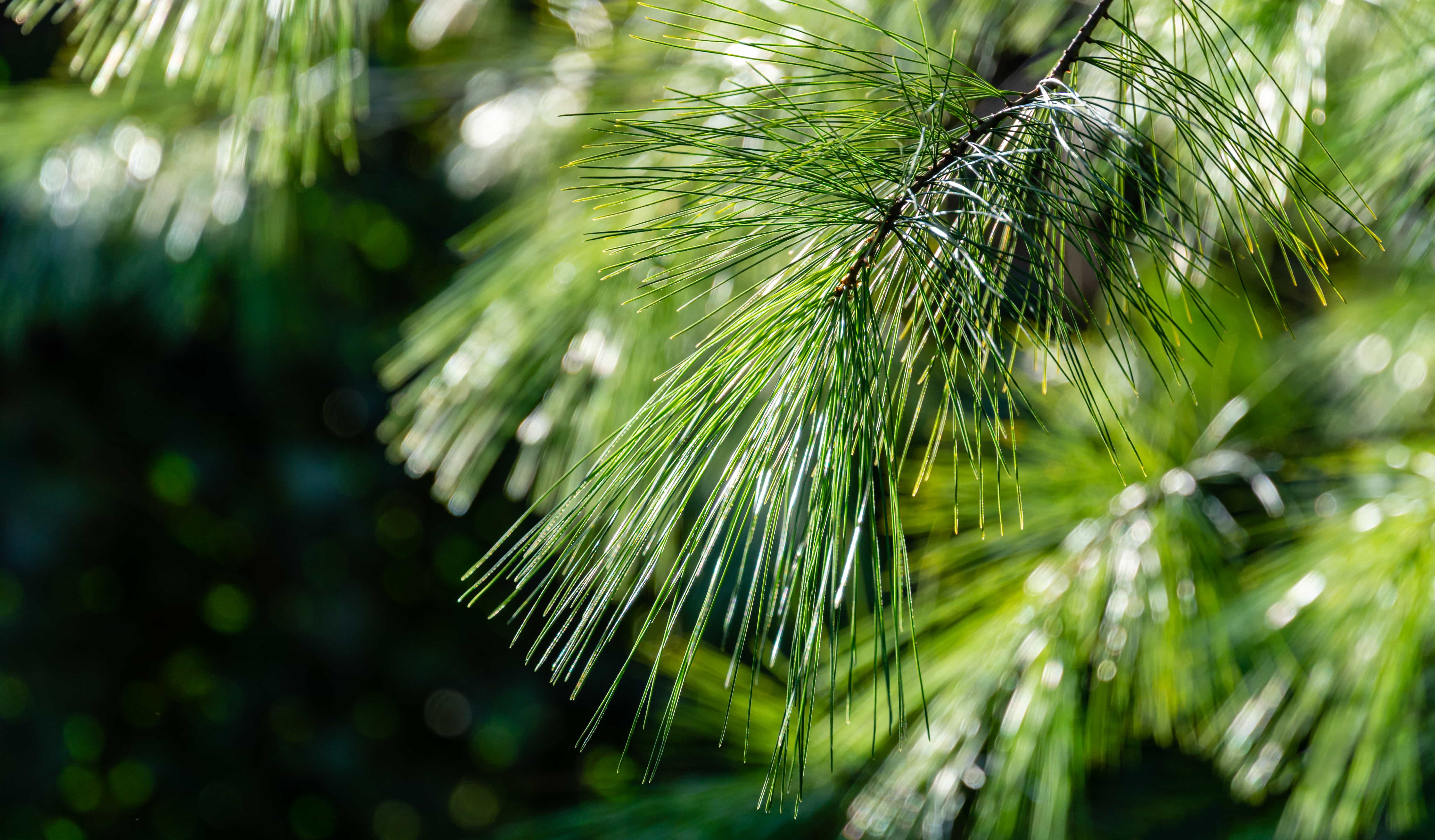 Close up of pine needles 