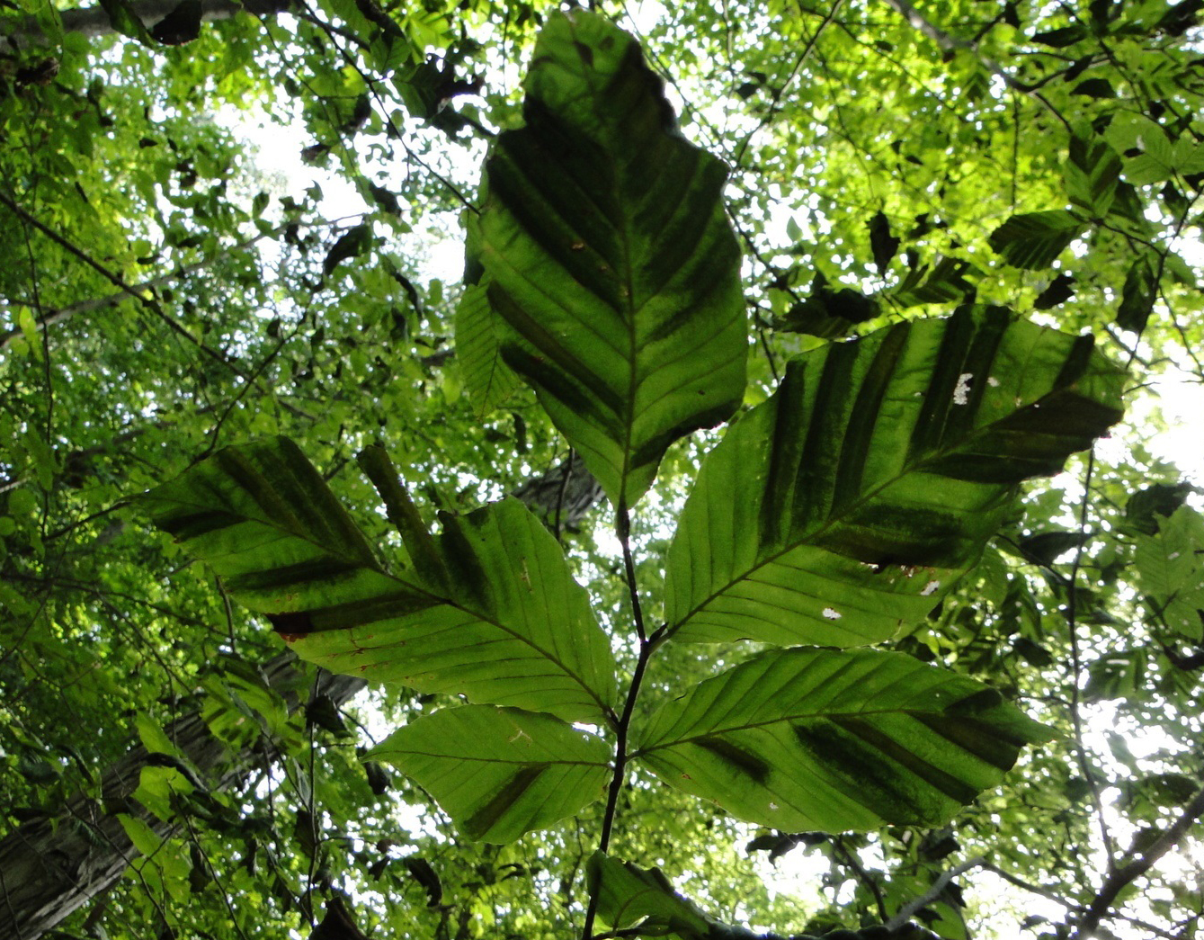 Beech leaf disease - leaf stripes