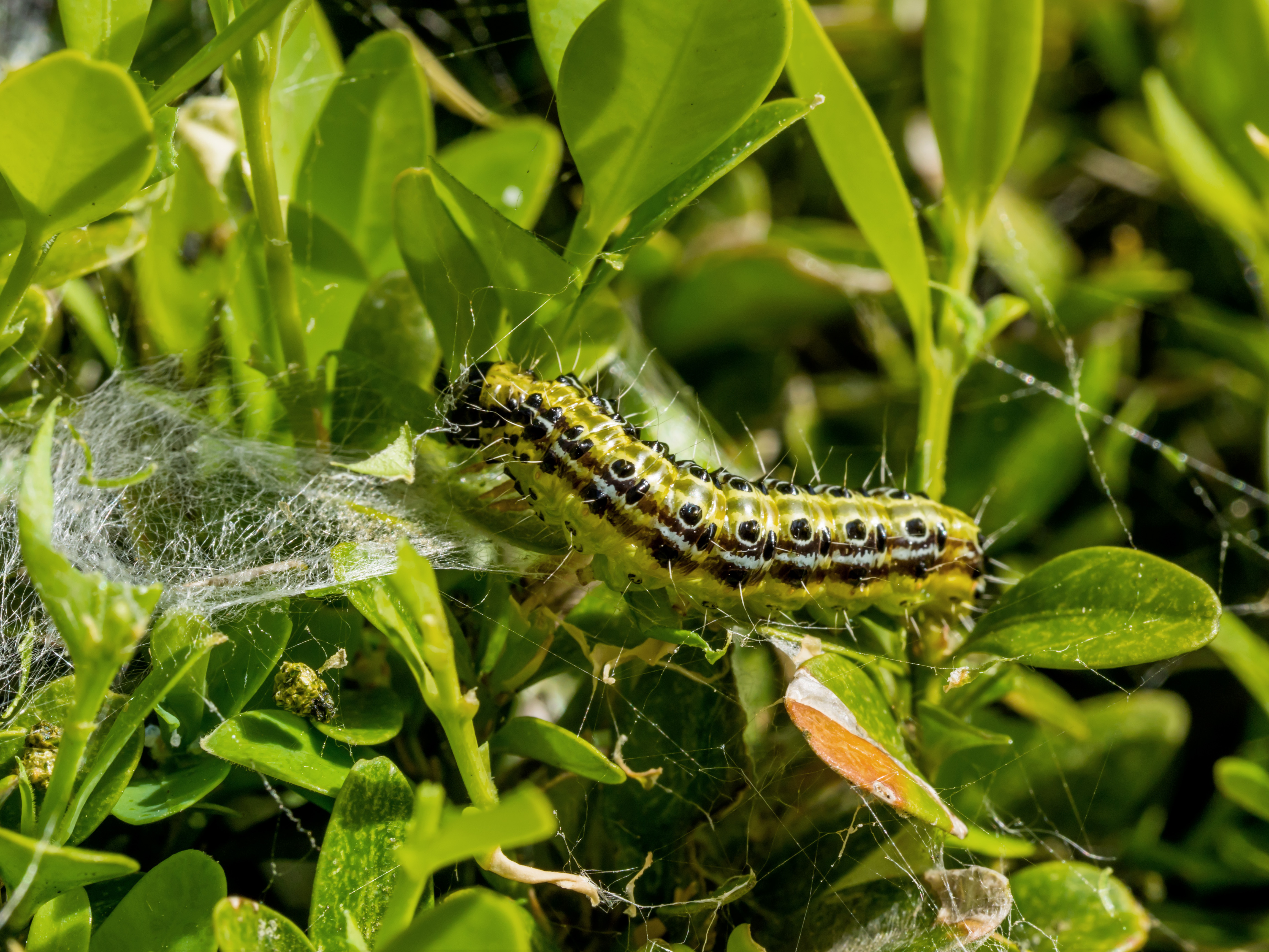 Box Tree Moth Caterpillar