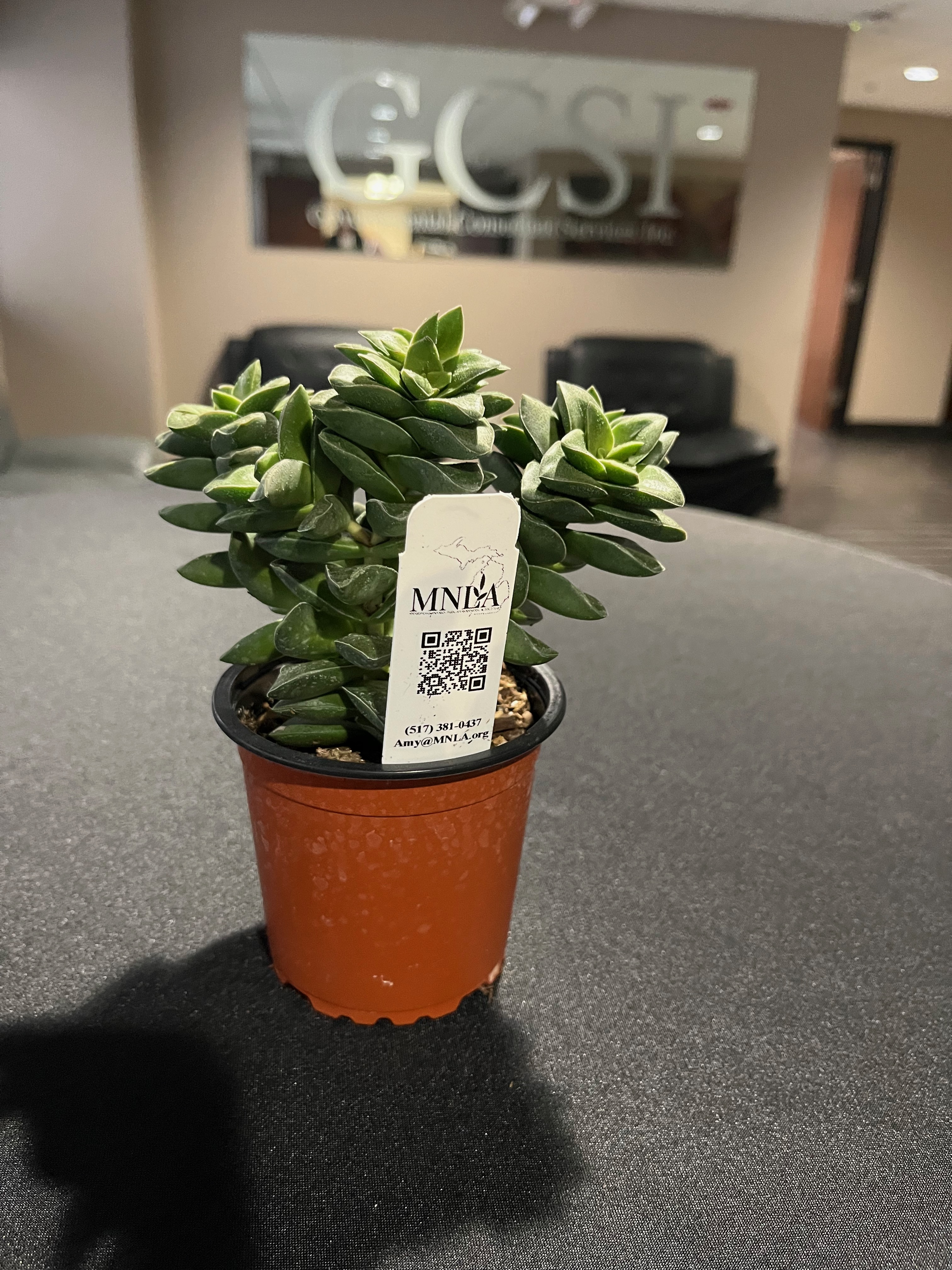 Succulent donated by Hortech
