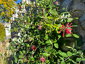 Lonicera