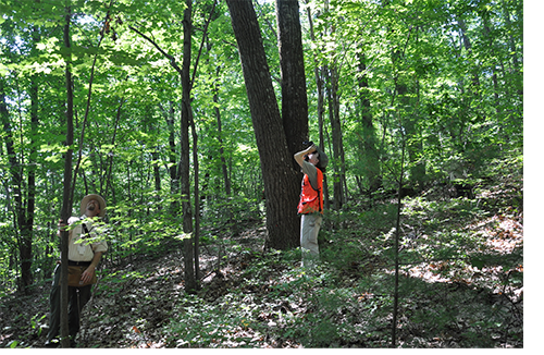 Asian longhorned beetle