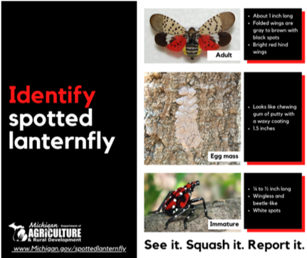 spotted lanternfly 1