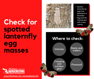 spotted lanternfly 2