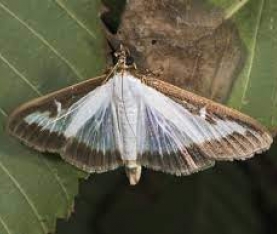 Box Tree Moth