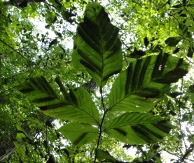 Beech leaf disease - leaf stripes