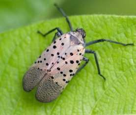 Spotted Lanternfly