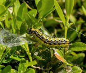 Box Tree Moth Caterpillar